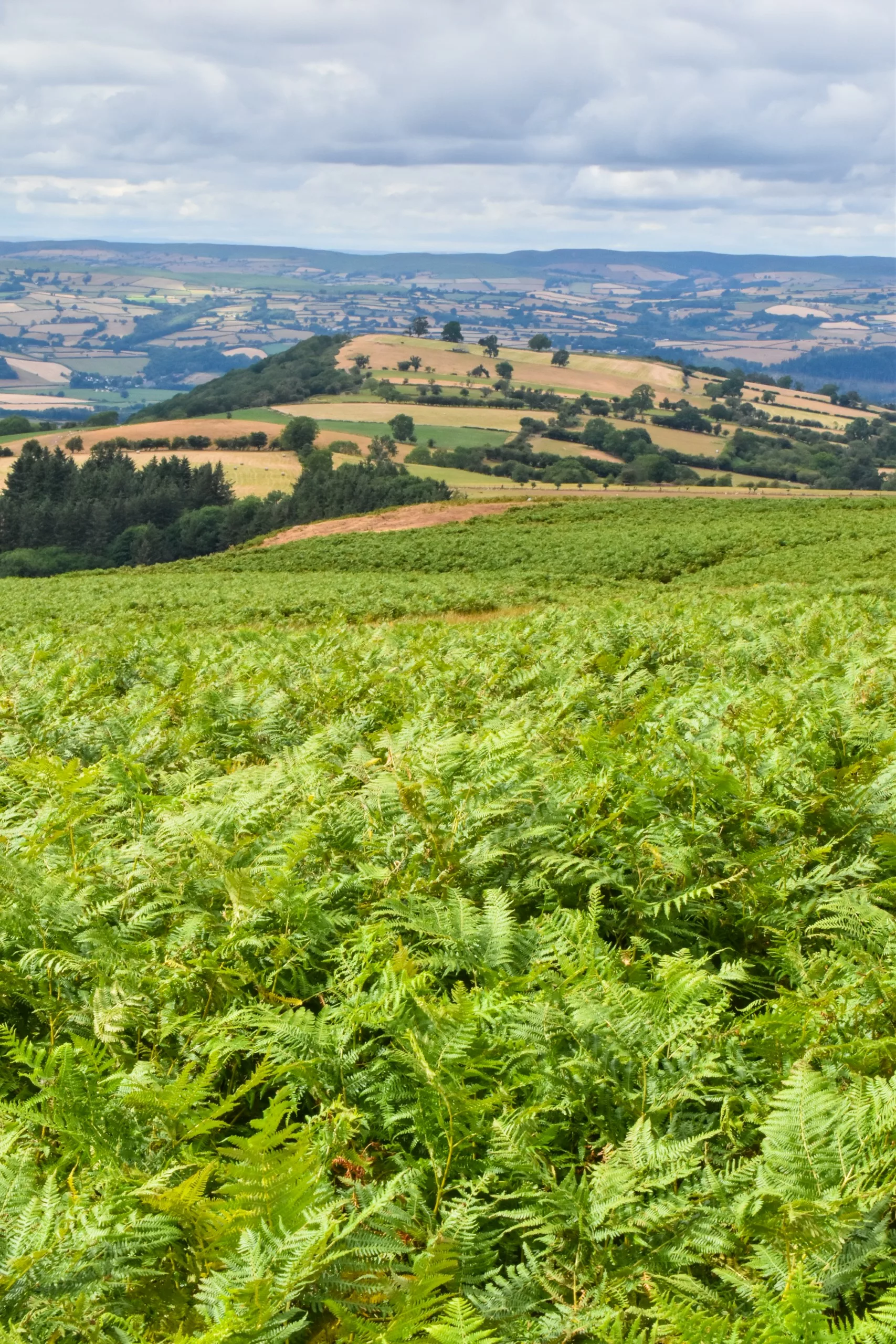 Au premier plan, un champ de fougères vertes donne sur des collines ondulantes et un patchwork de terres agricoles, le tout sous un ciel nuageux.